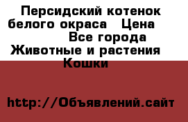 Персидский котенок белого окраса › Цена ­ 35 000 - Все города Животные и растения » Кошки   